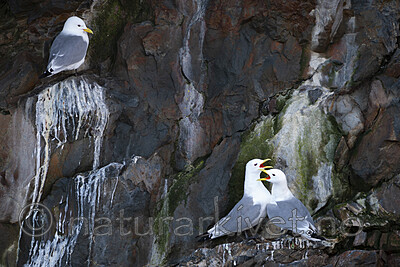 BB 12 0563 / Rissa tridactyla / Krykkje